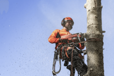 Бензопила Husqvarna® 550XP Mark II 15